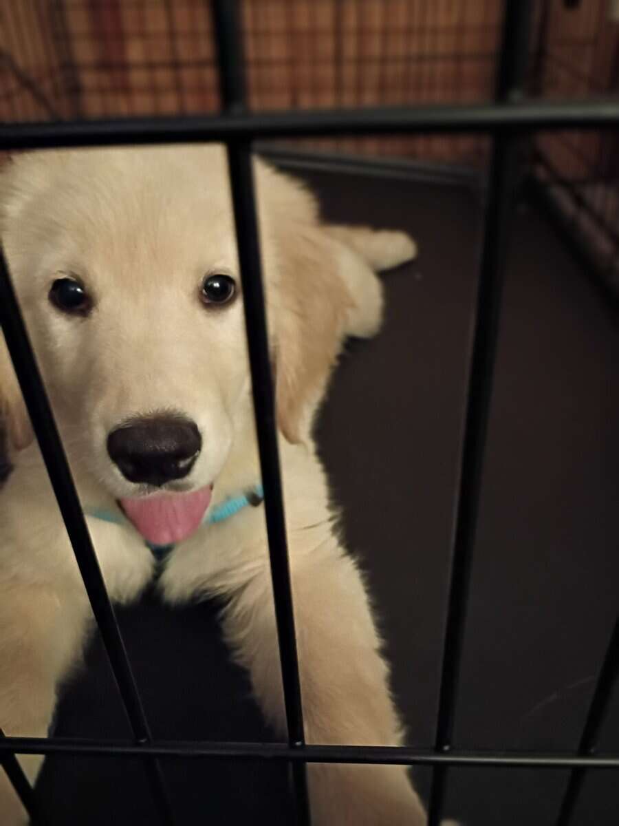 Golden Retriever for sale image 6