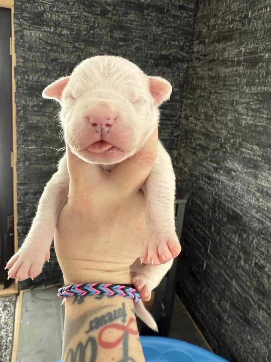 Akc dogo argentino puppies image 9