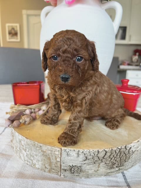 Adorable Micro f1bb Goldendoodle puppies! image 4