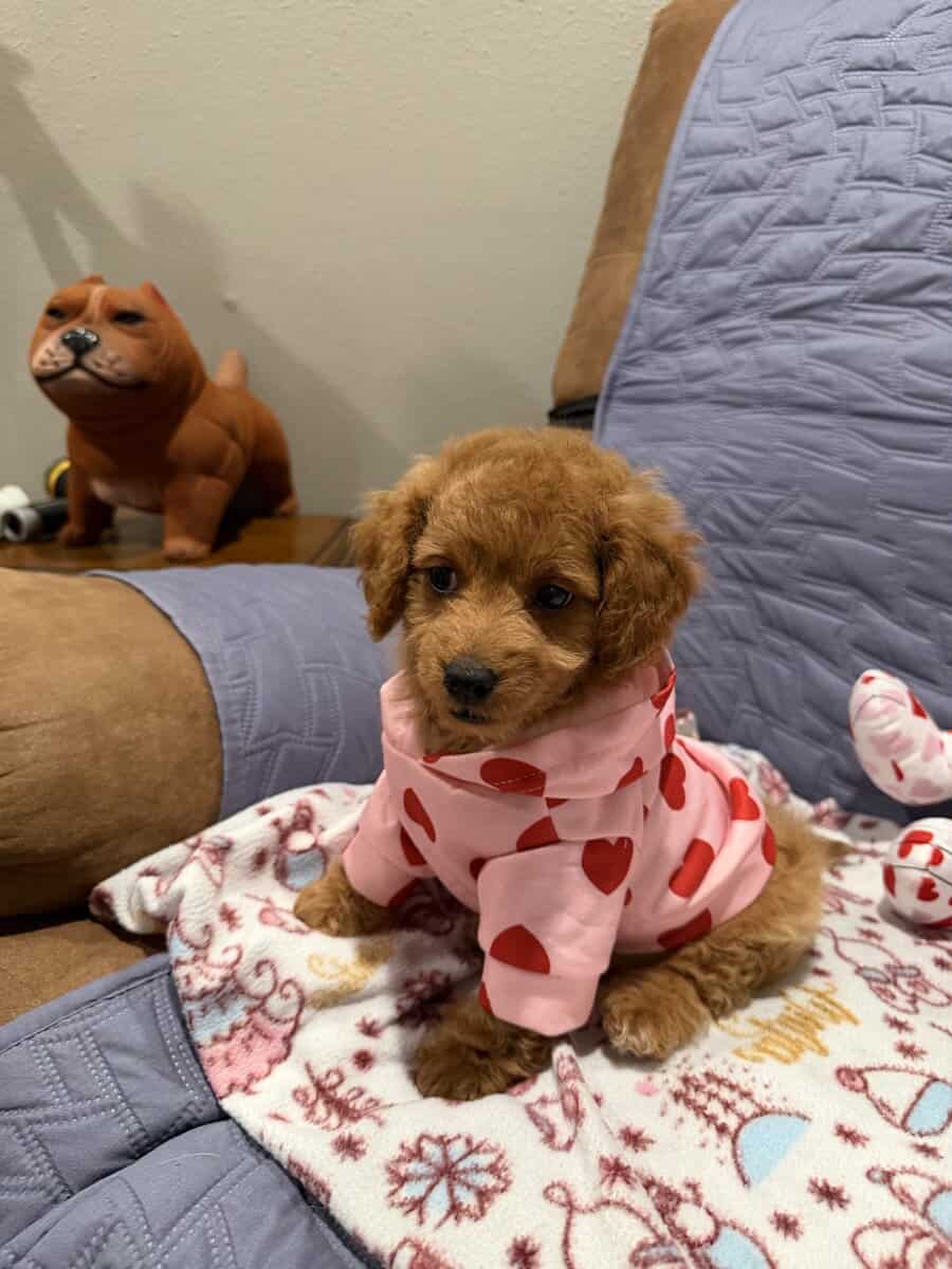 Mini Goldendoodles image 11