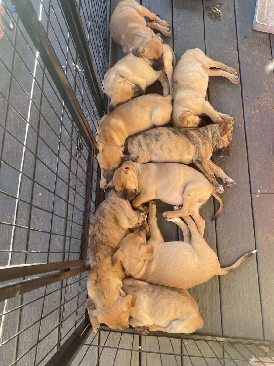 Boxer Black Mouth Cur Mix image 2