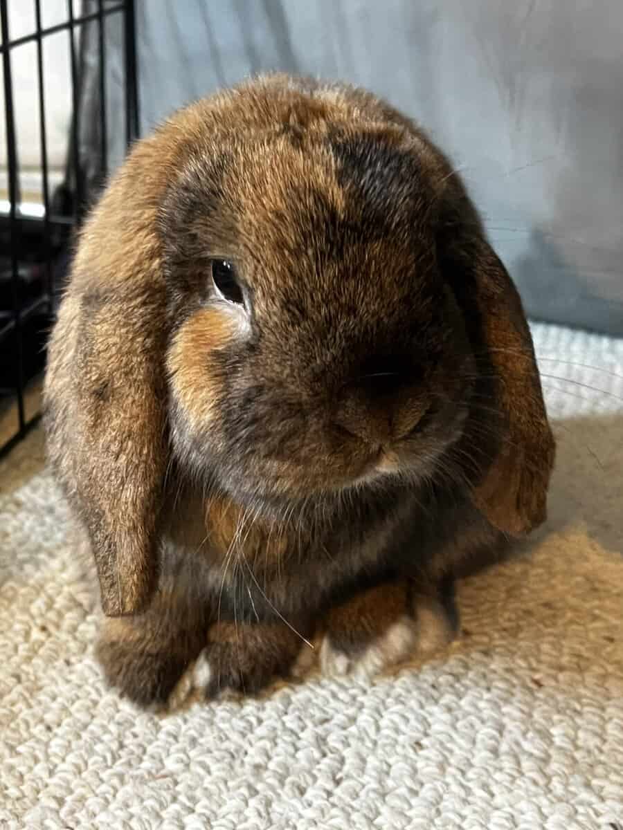 Bunny image 1