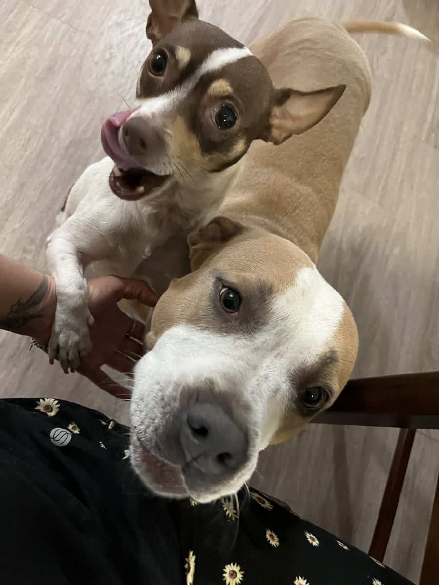 Looking for a Loving Home for These Two Dogs image 1