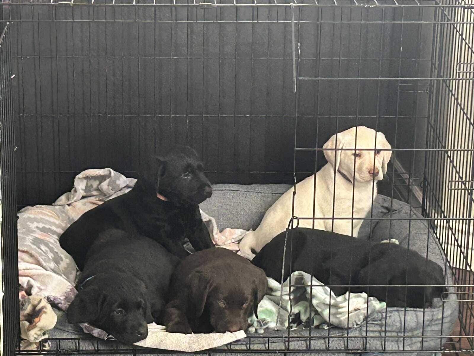 AKC Lab Puppies Ready For Forever Home image 6
