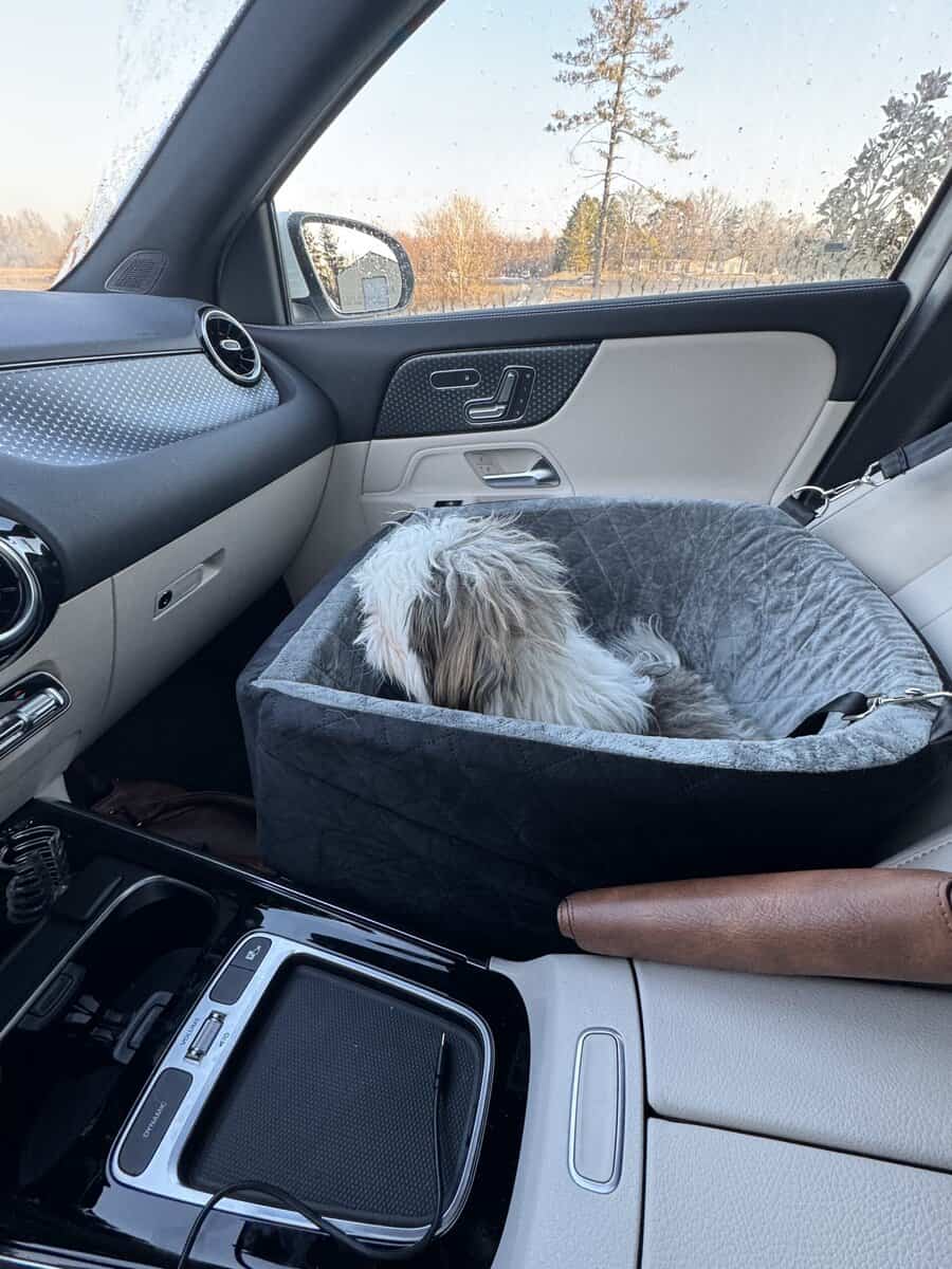 6 Month old Shihtzu image 3