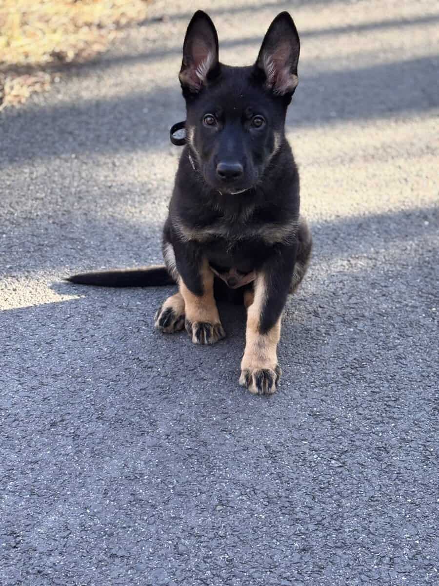 5month pure German Shepherd image 2