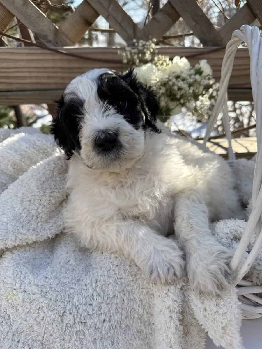Portidoodle image 6