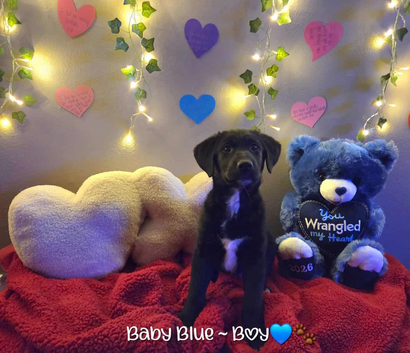 Golden Retriever x Shiba Inu Puppies image 1