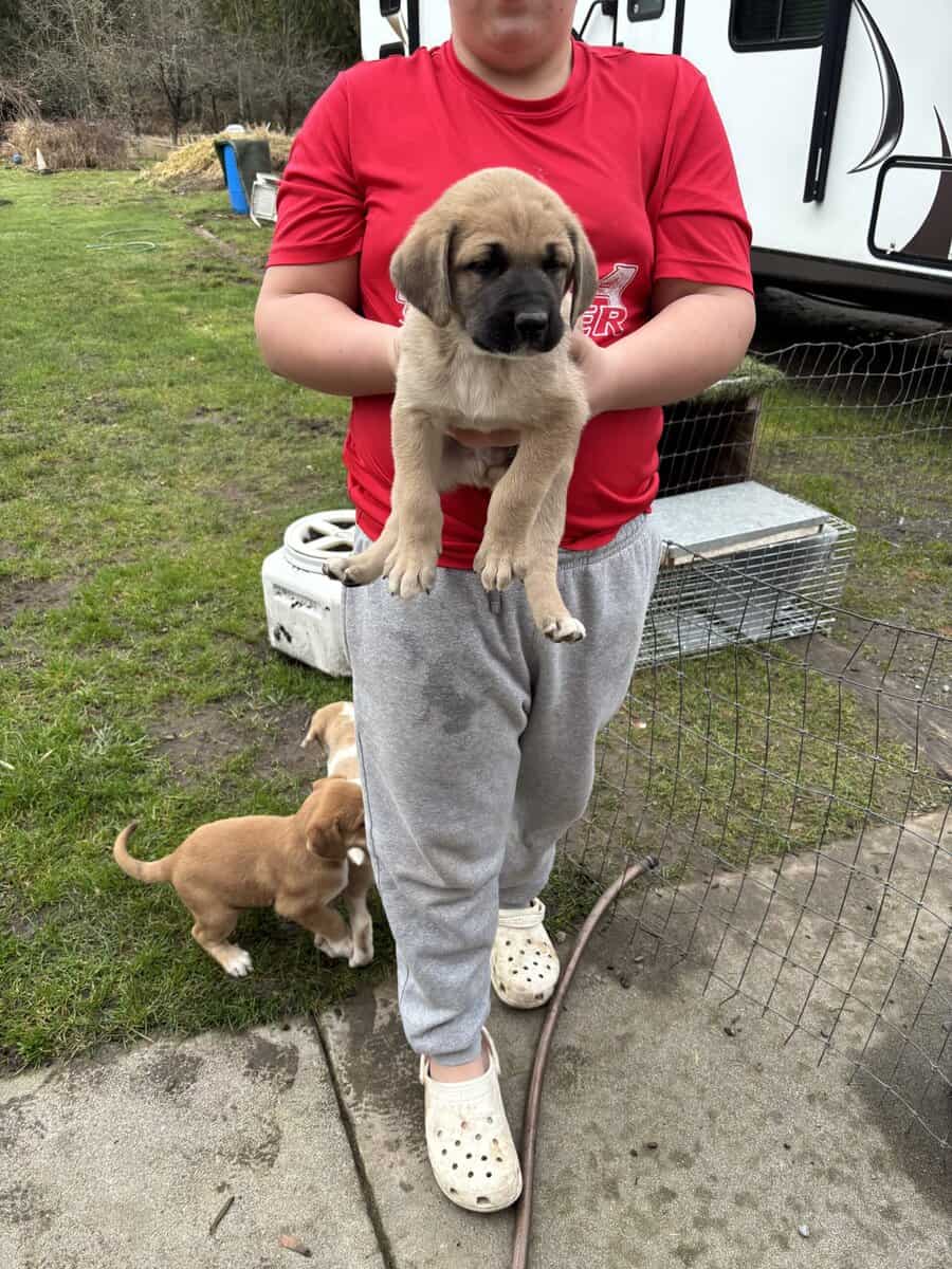 Puppies (large breed) image 2