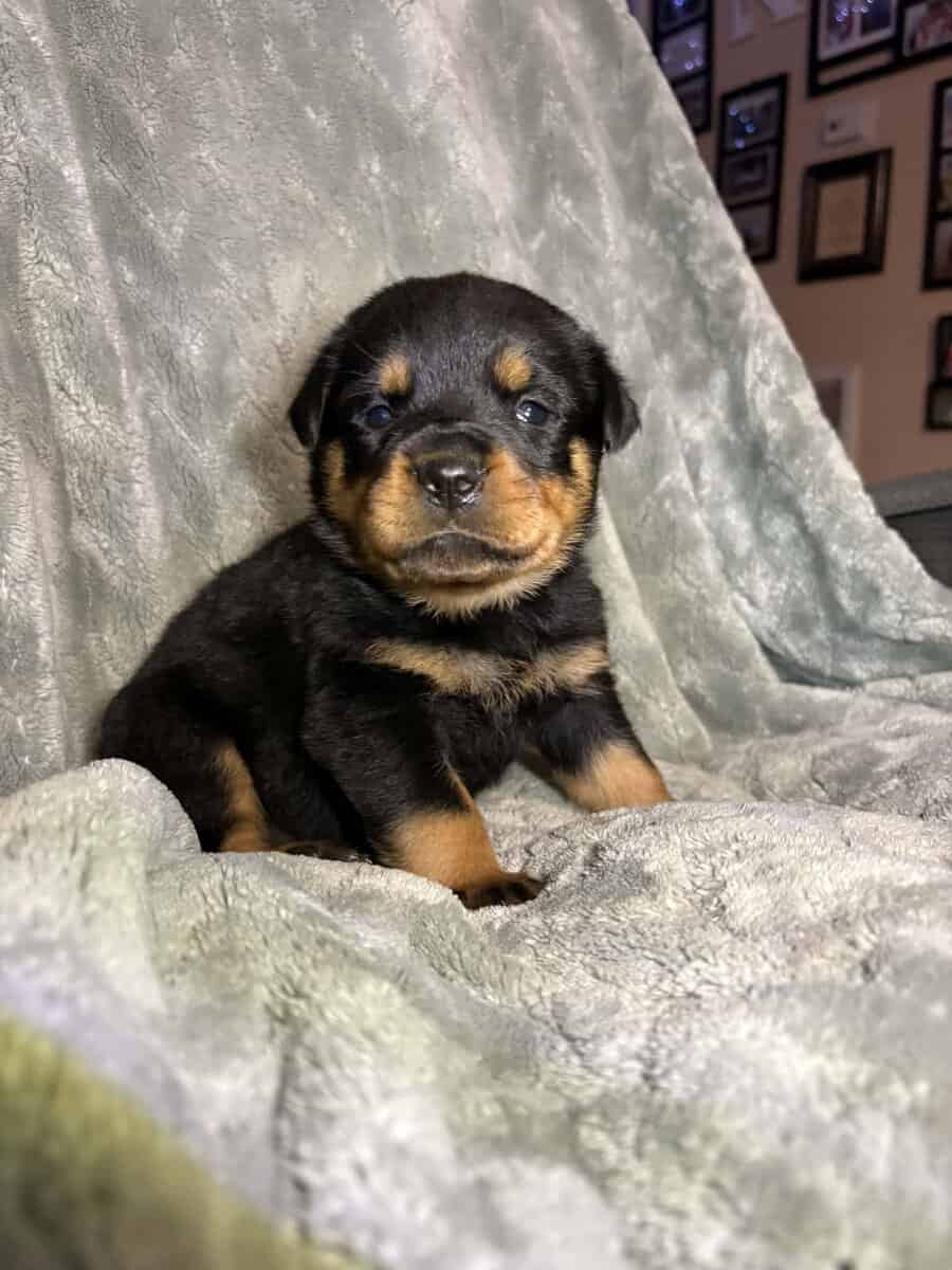 AKC Rottweiler Puppies image 5