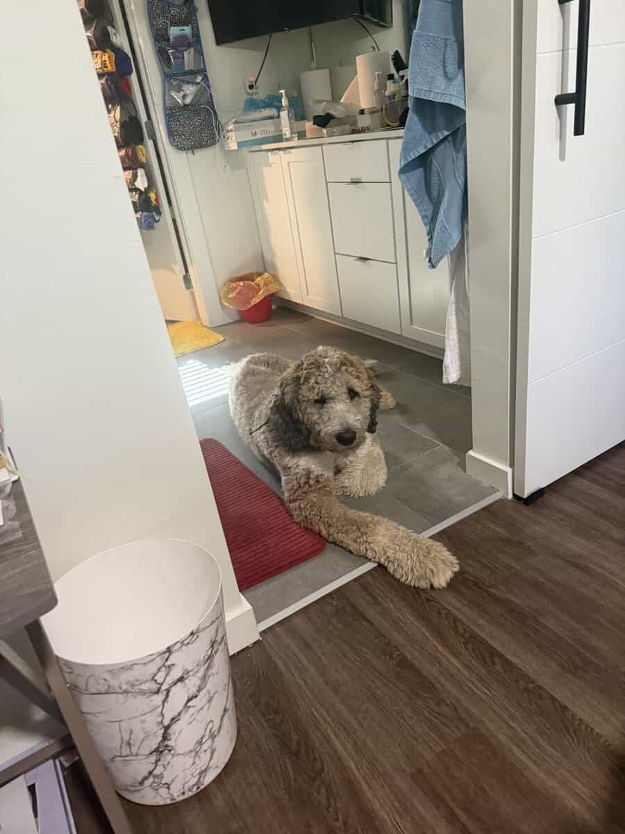 St Berdoodle 10.5 months old image 2