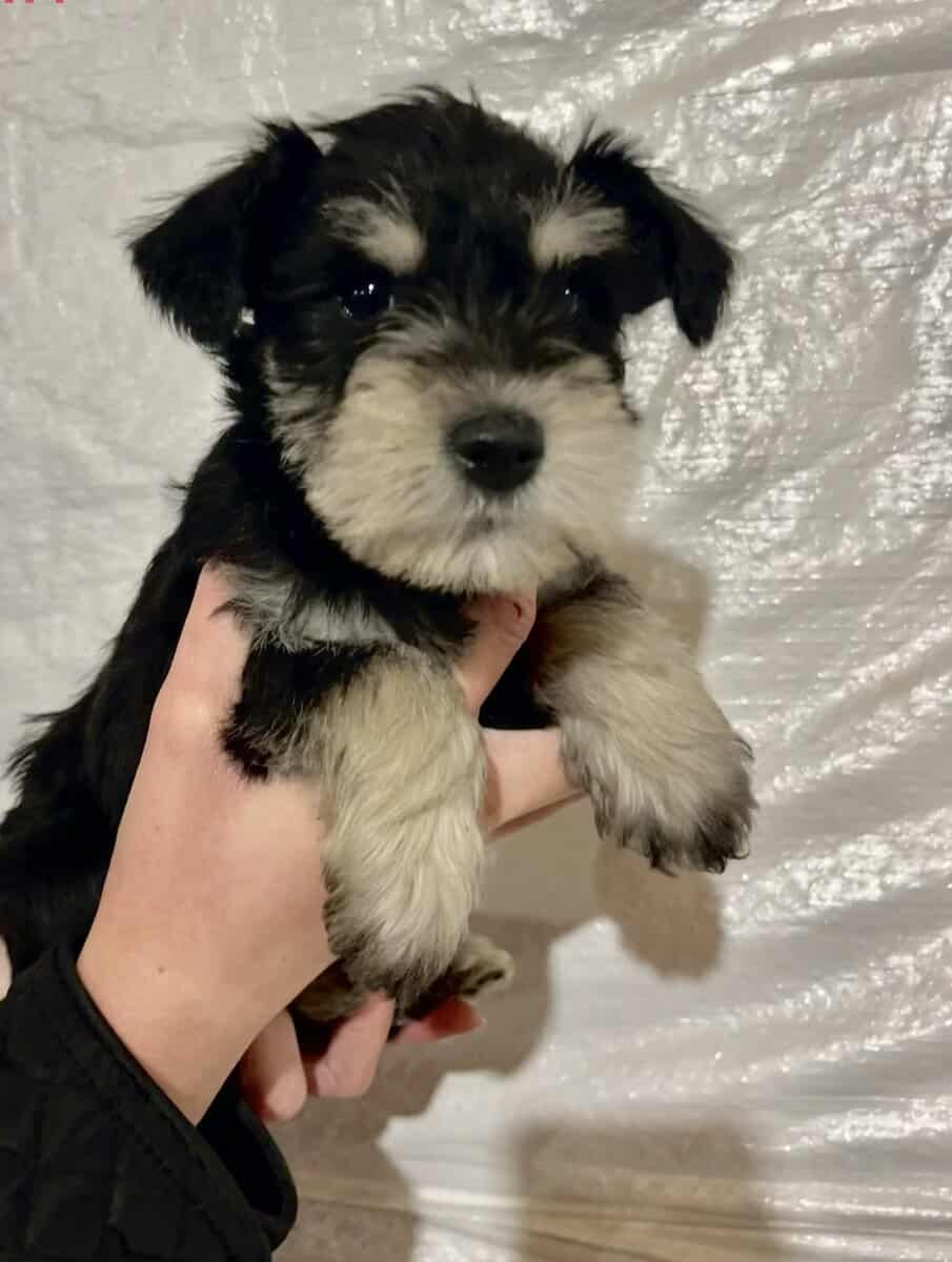 Miniature Schnauzer image 1