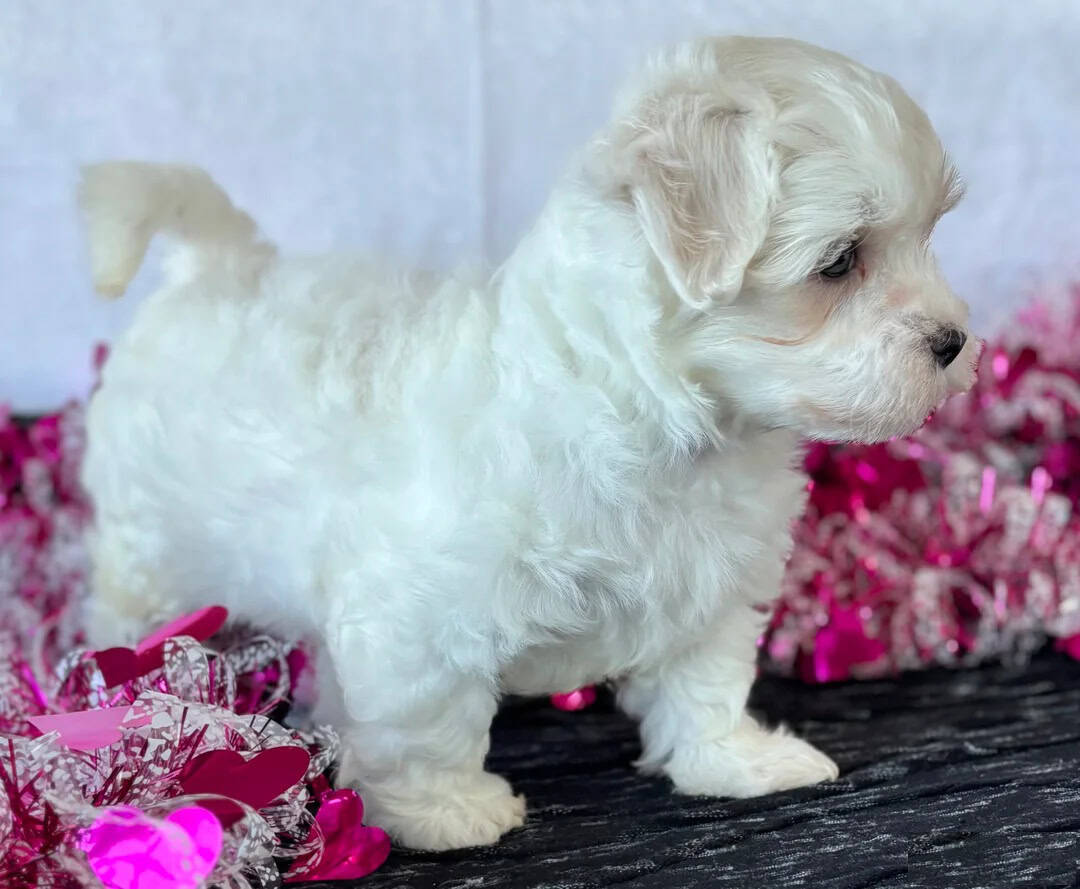 Female Maltese Puppy image 3