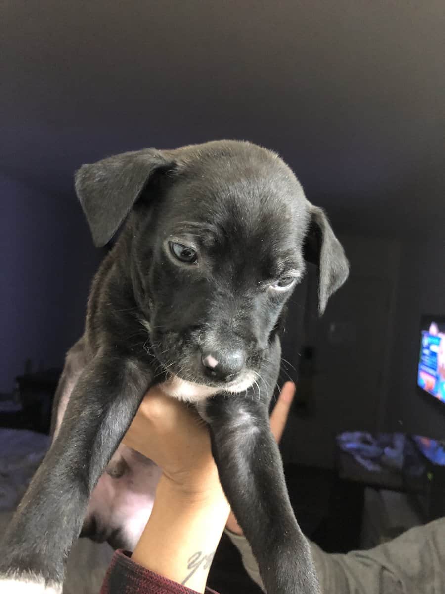 Puppies for sale image 3