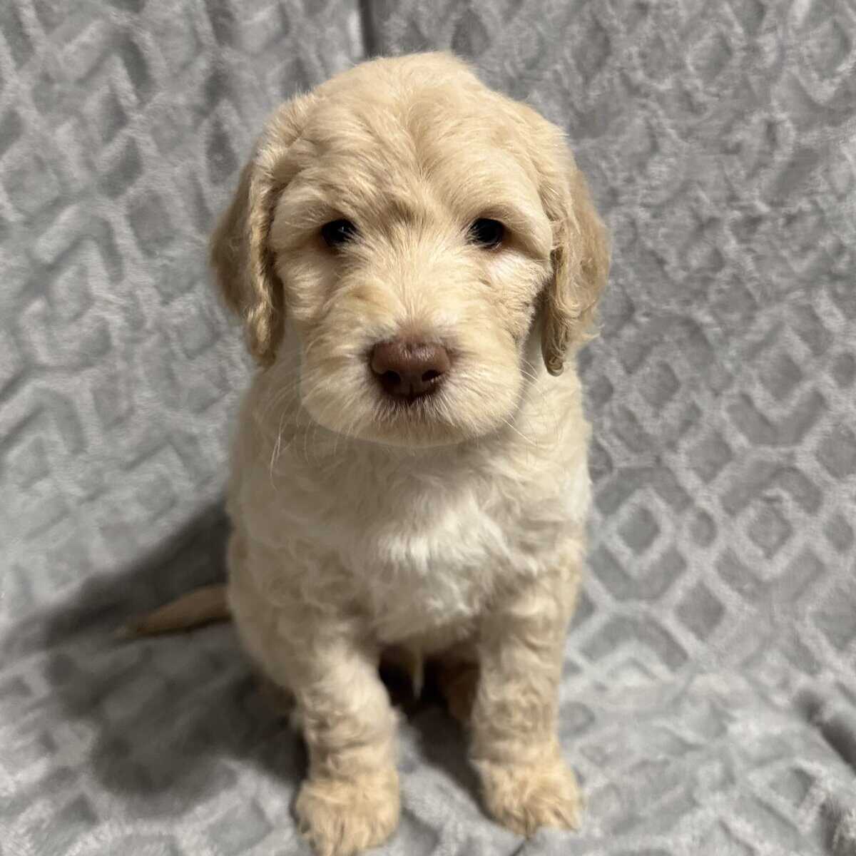Golden Doodle Puppies image 8