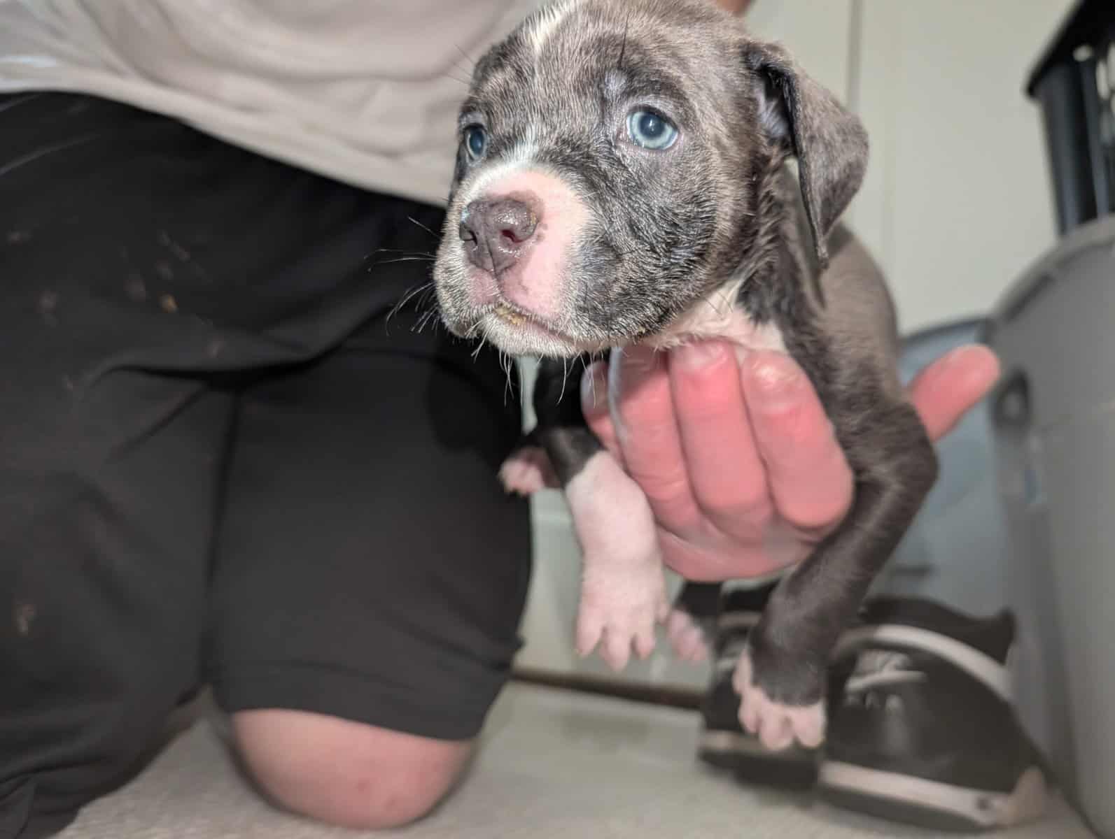 American Pitbull Terrier Puppies image 9