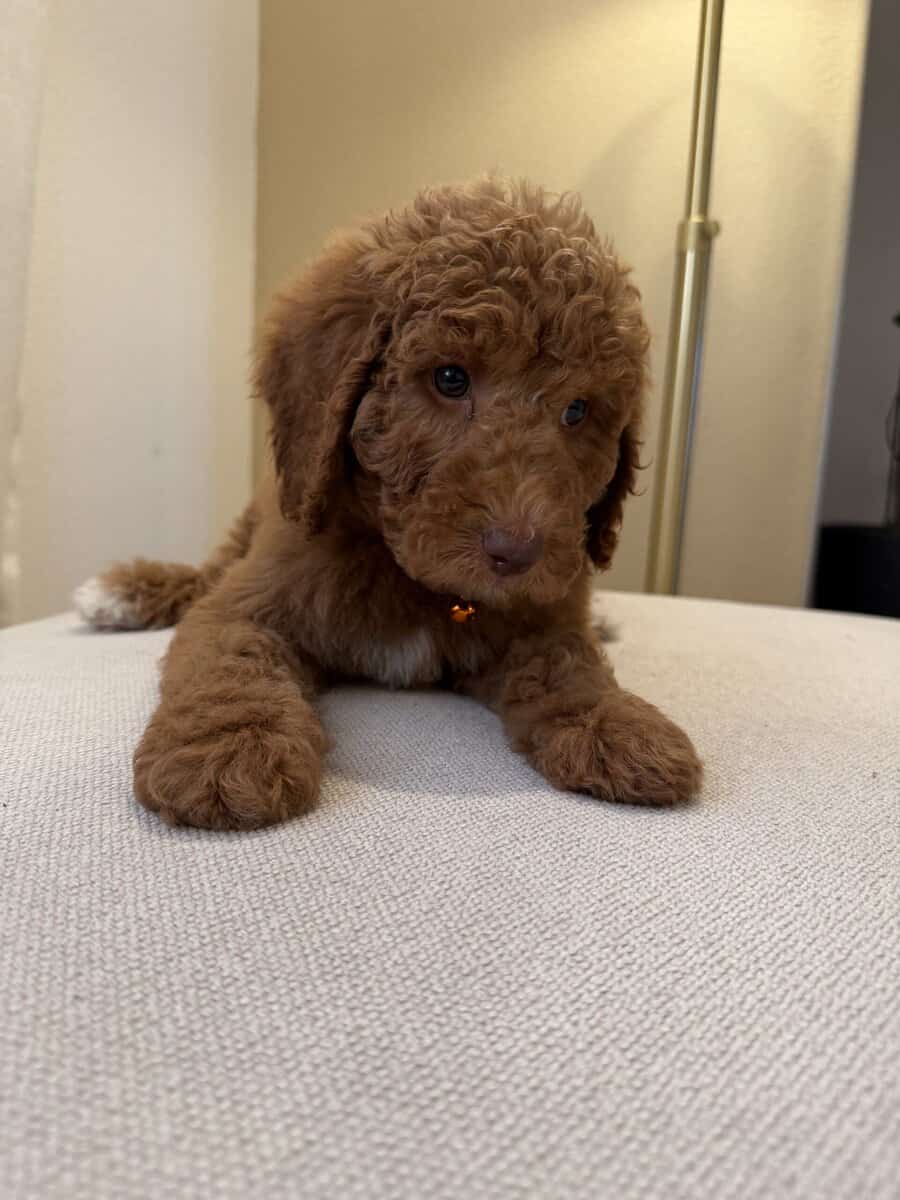 Mini Goldendoodle image 4