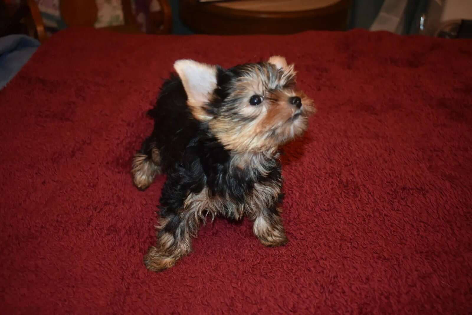 Male Yorkie image 2