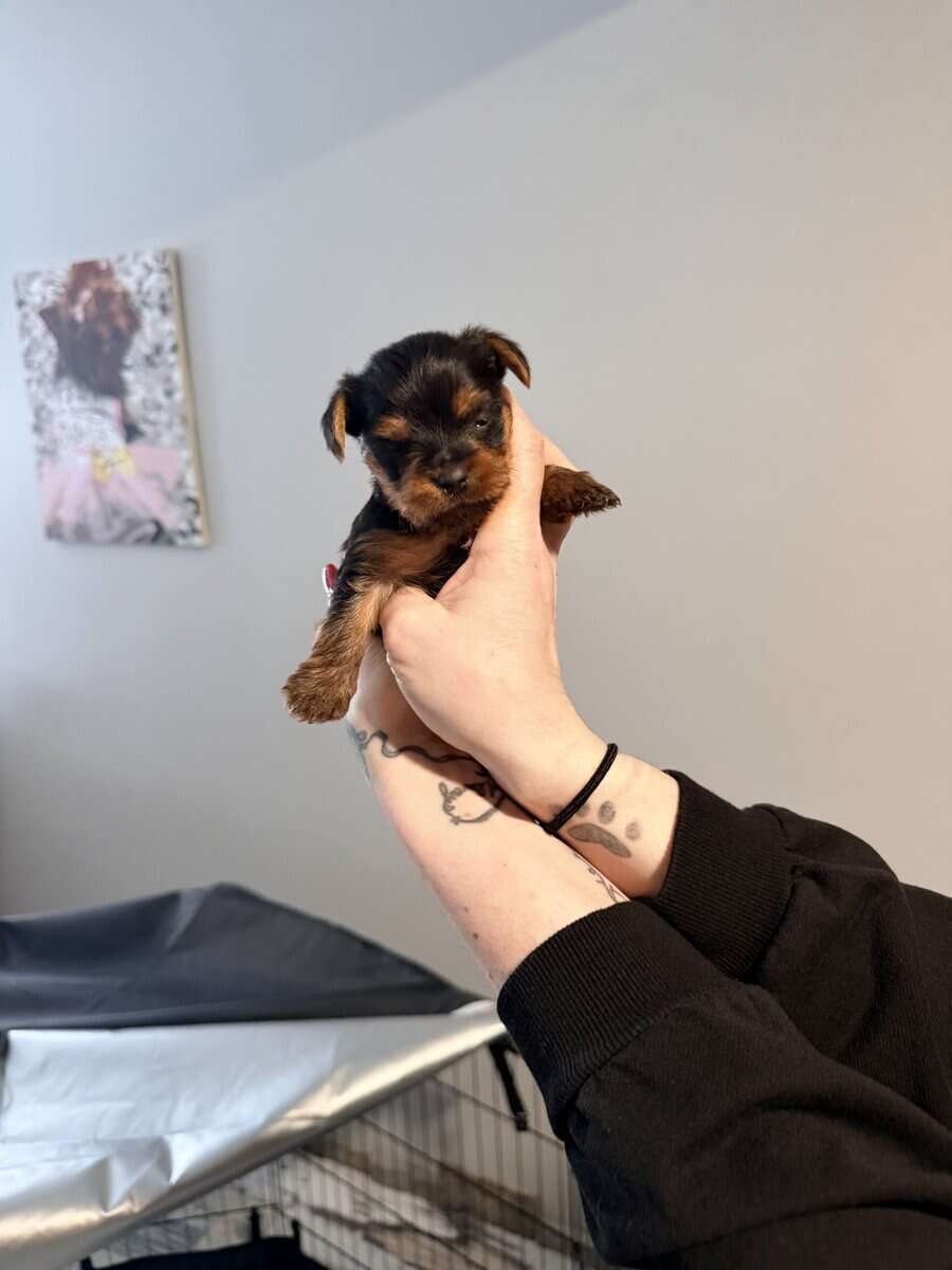 Beautiful AKC babys boys image 3