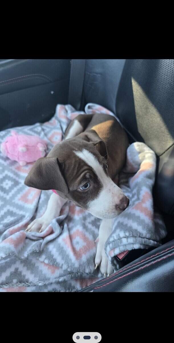 10 week old pup for sale image 3