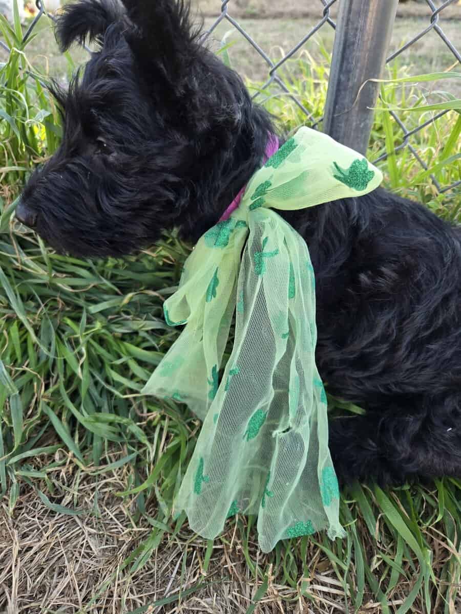 A.K.C Scottish Terroirs Puppis in TX 1 Boy 3 girls image 15