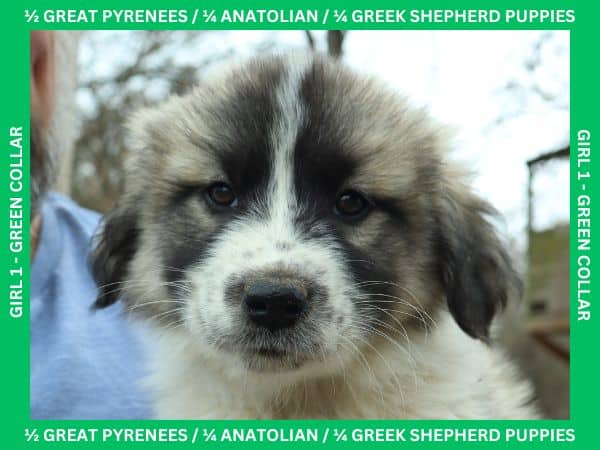 LGD Puppies-Great Pyrenees/Shepherd Mix image 7