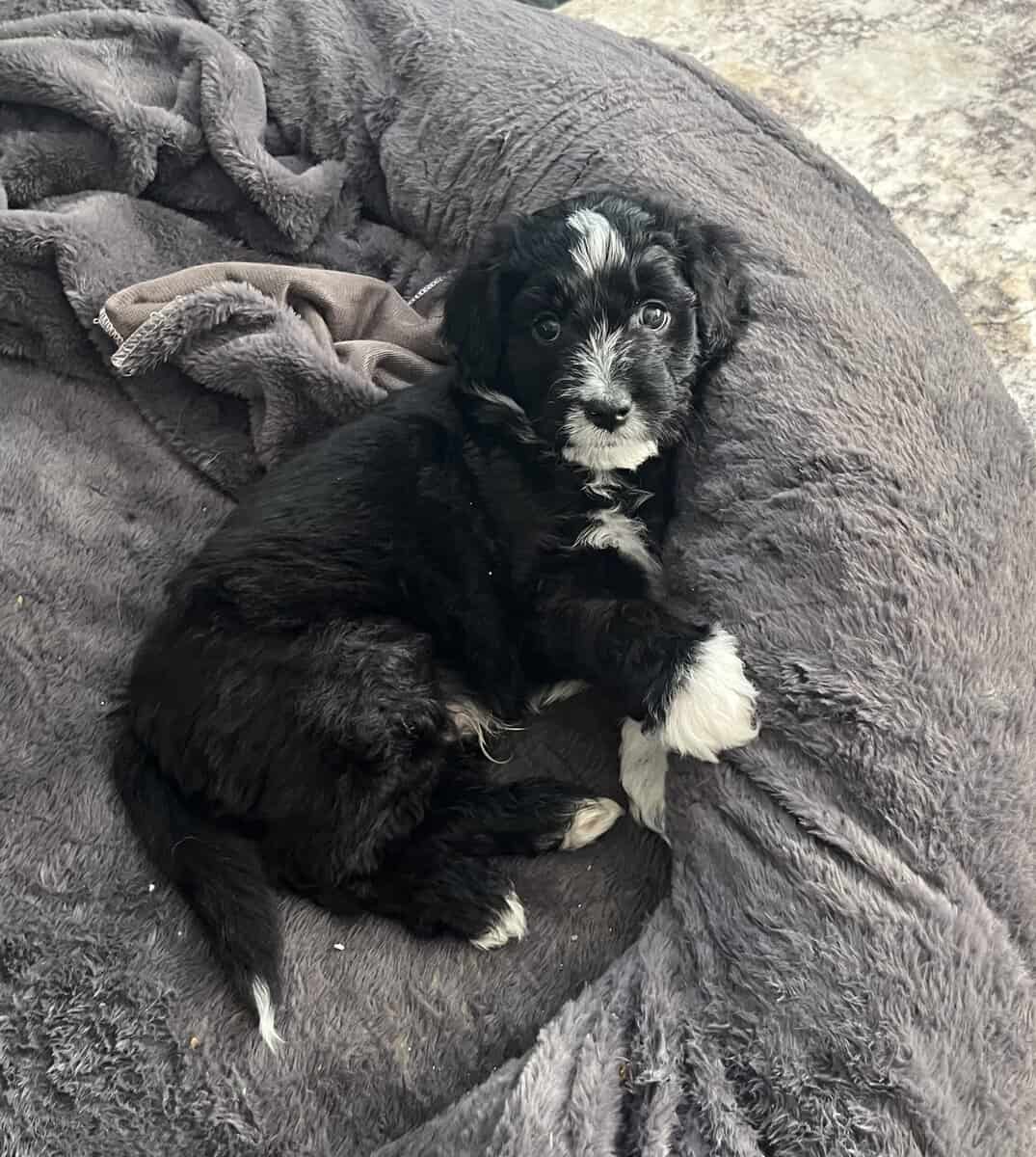 Bo adorable Aussie Doodle puppy image 5