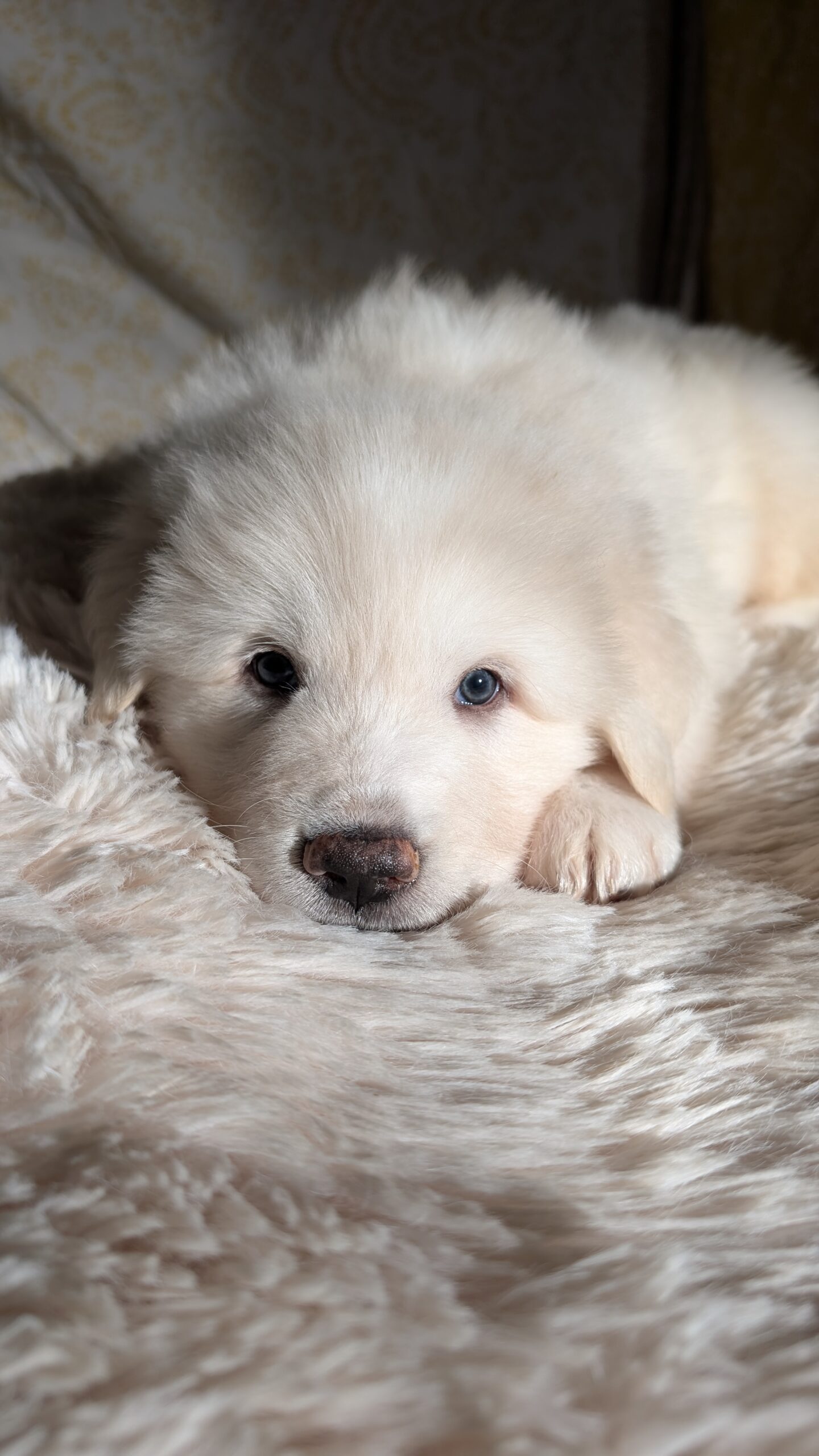 Great Pyrenees Puppies for Sale image 3