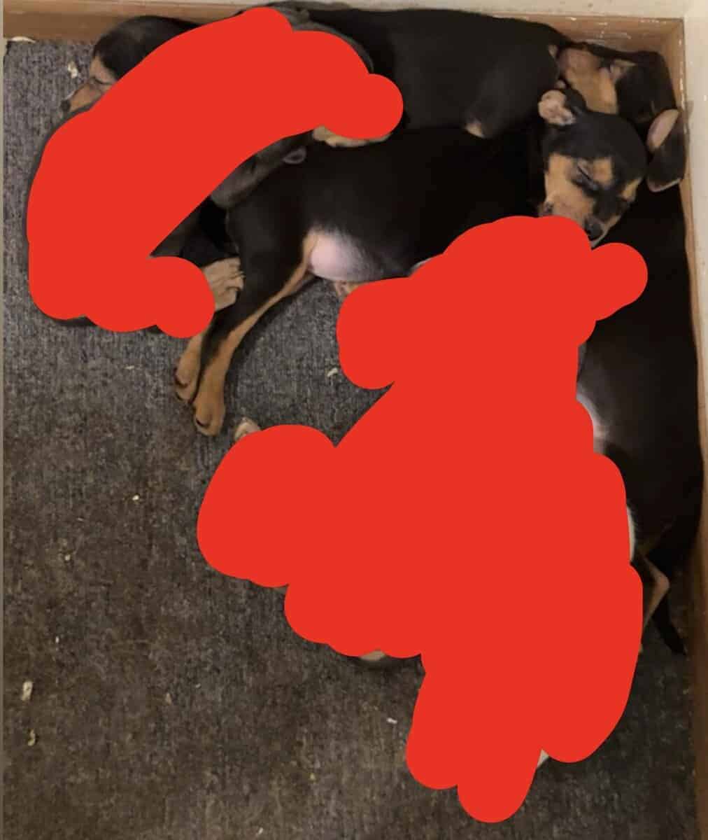 Puppies for Sale! image 1