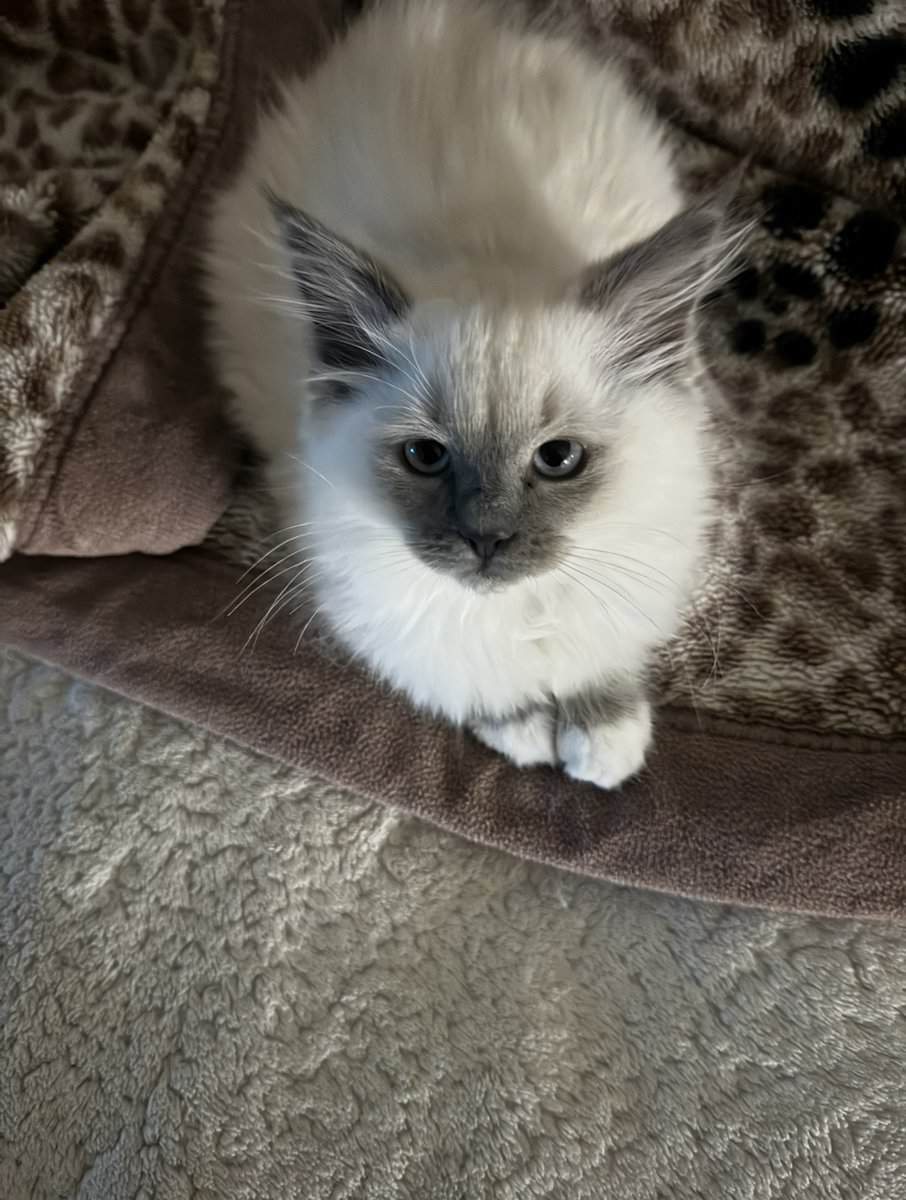 Purebred Ragdoll Cats for Sale – Kitten ($700) & A image 4