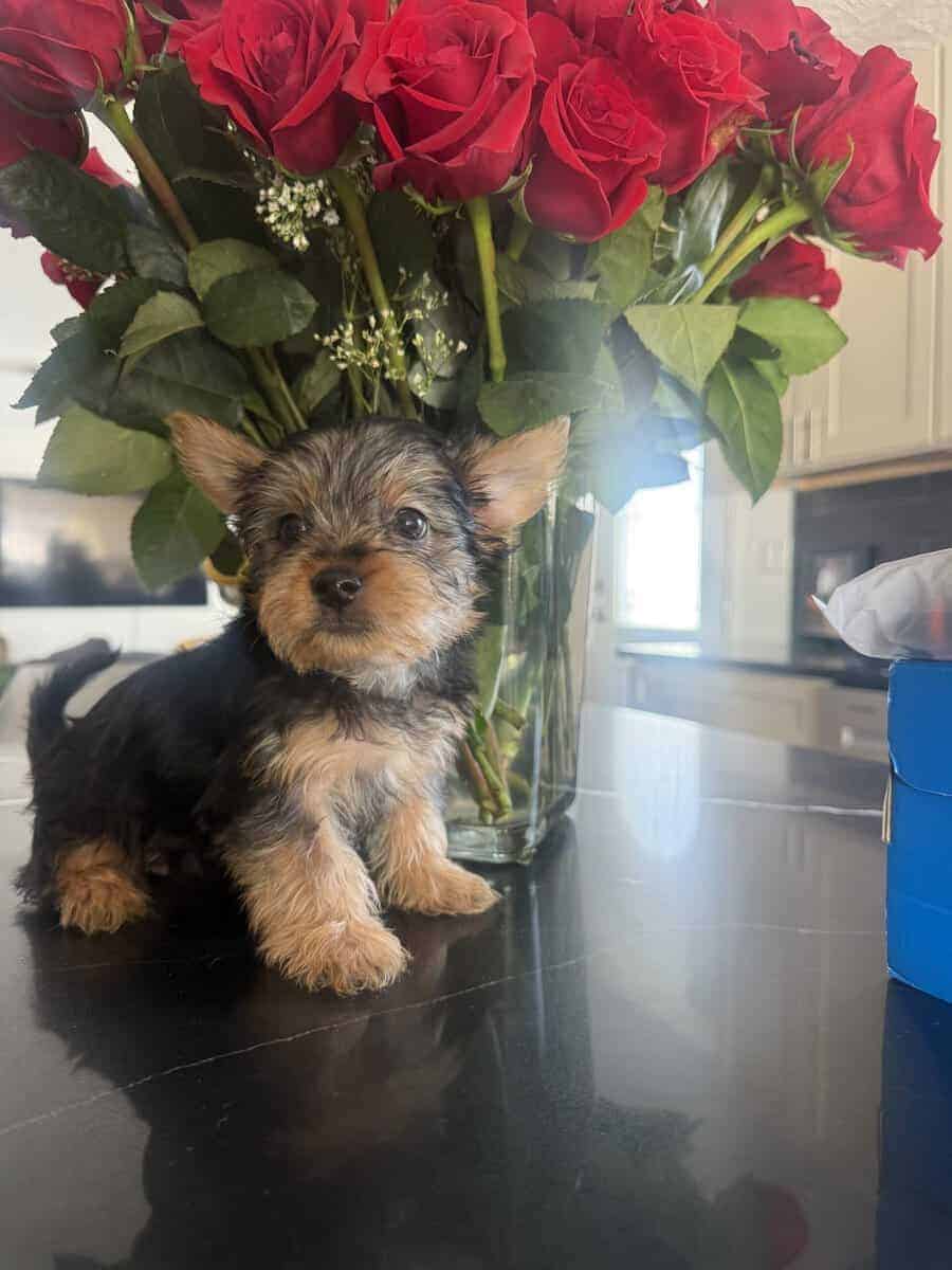 Silky Terrier Puppy! image 2