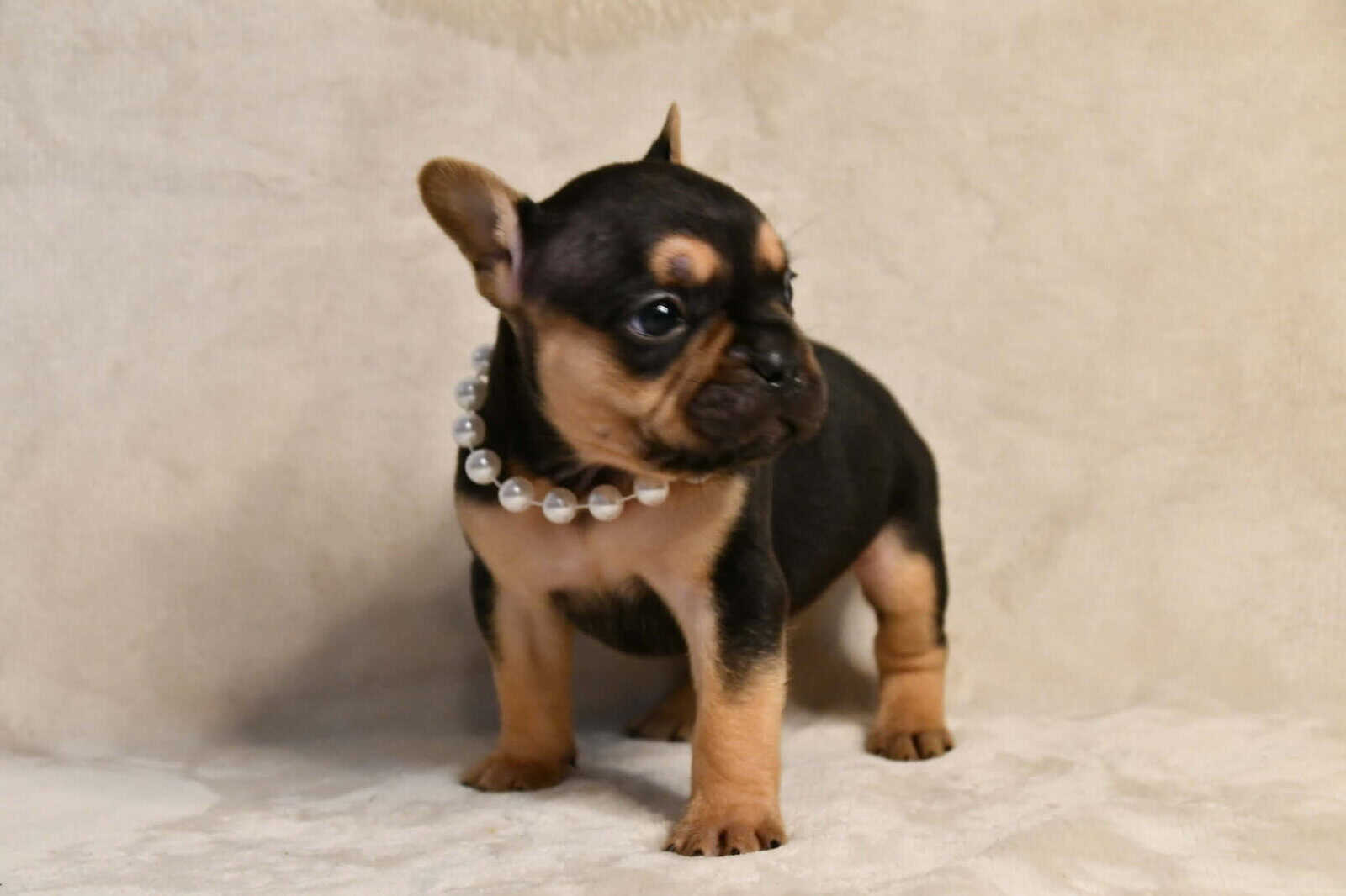 Litter of 6 for Sell - French Bulldogs image 4