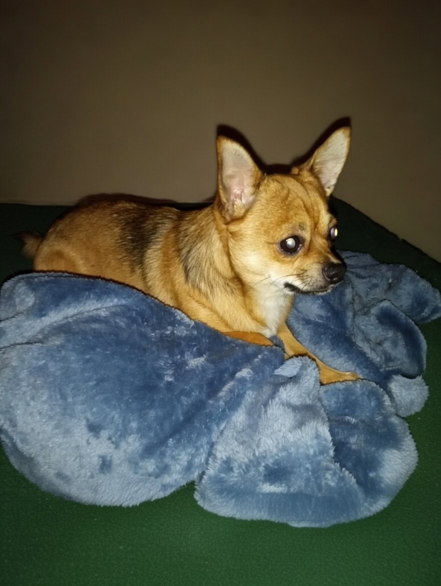 Chorkie female puppy image 3