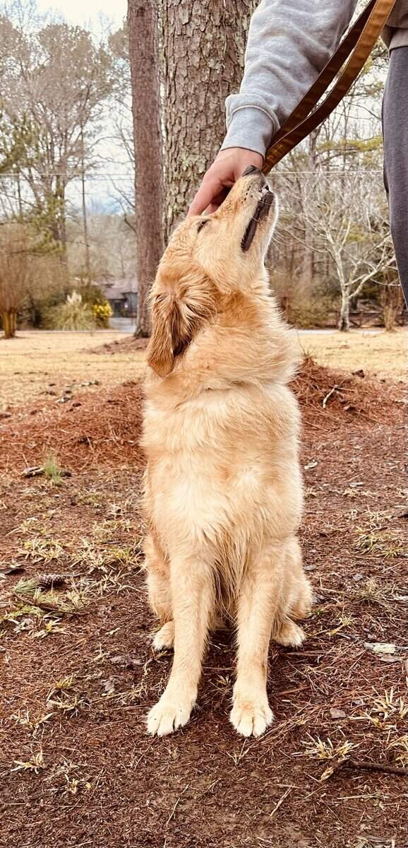 Golden Retriever image 5