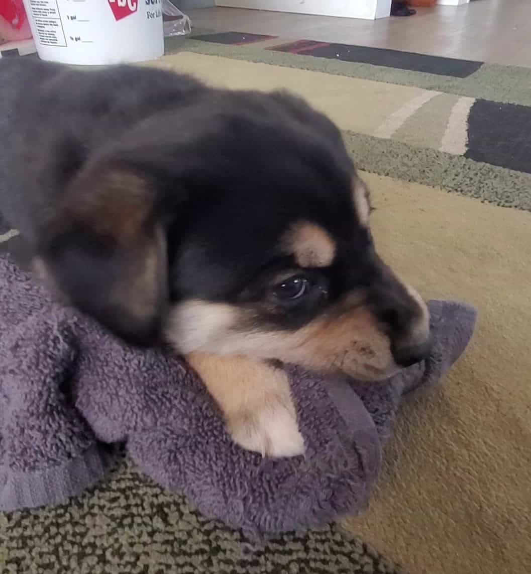 Puppies! image 6