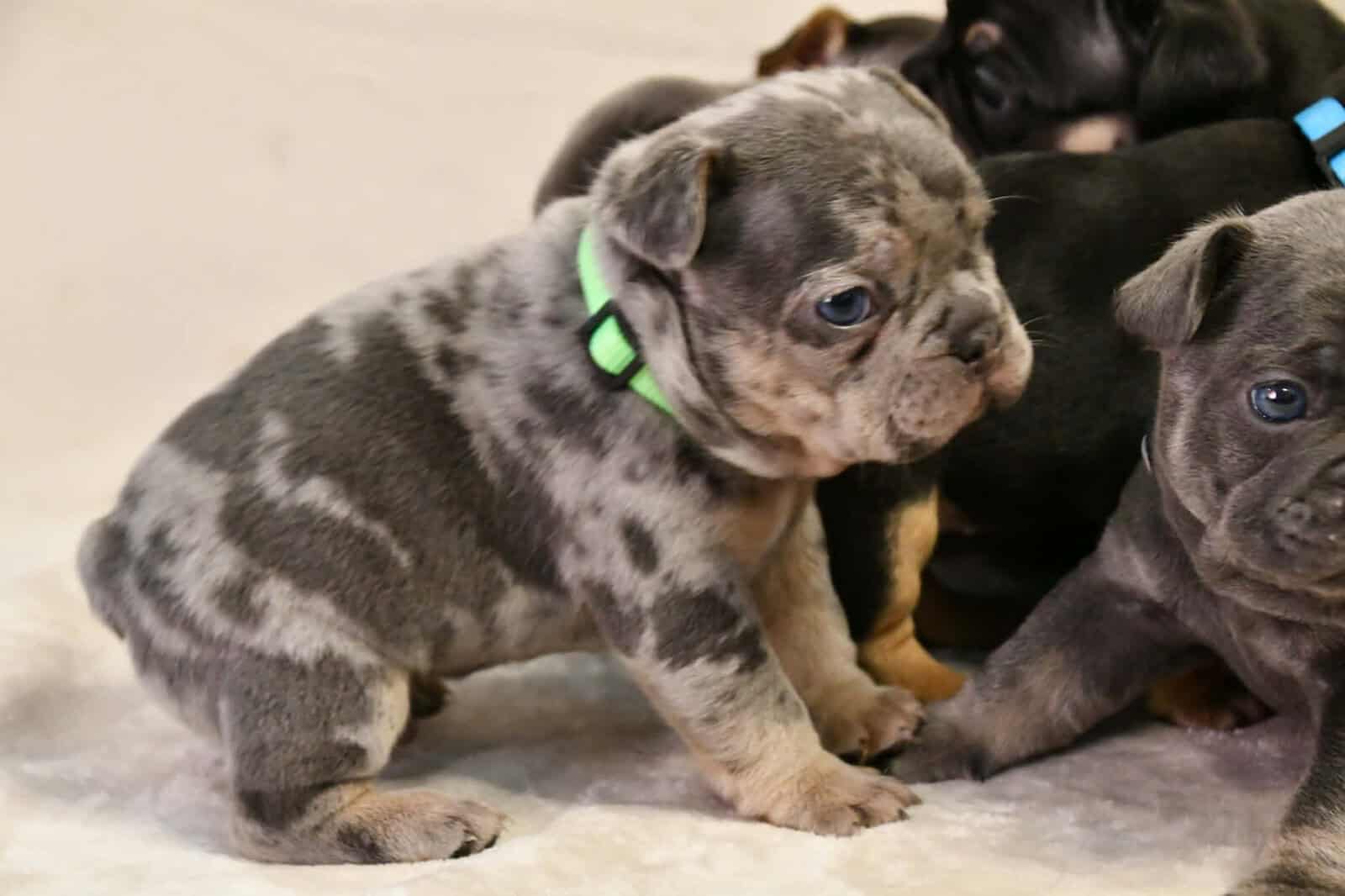 Litter of 6 for Sell - French Bulldogs image 10
