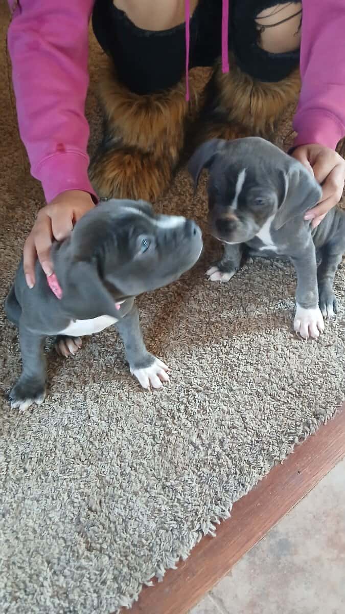 Pure Blue Pitbulls image 5