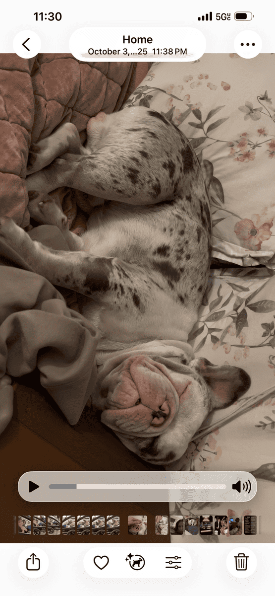 French bulldog image 2