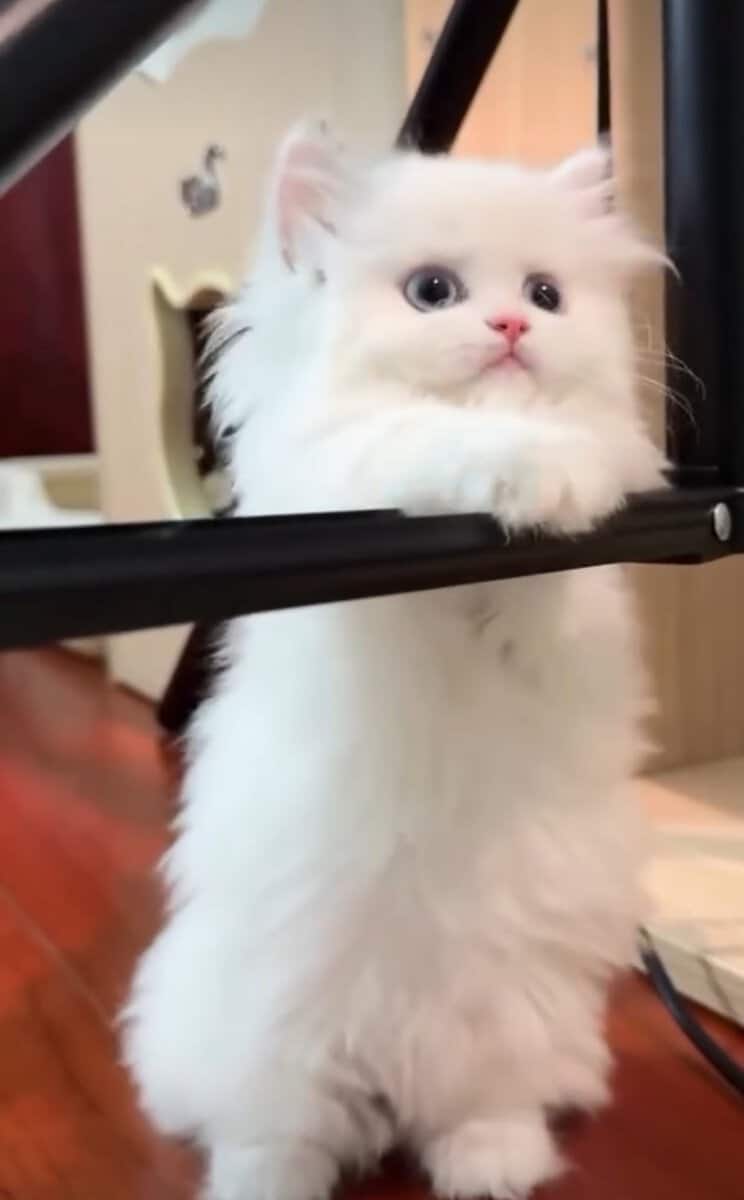 Dollface Persian Kitten image 2