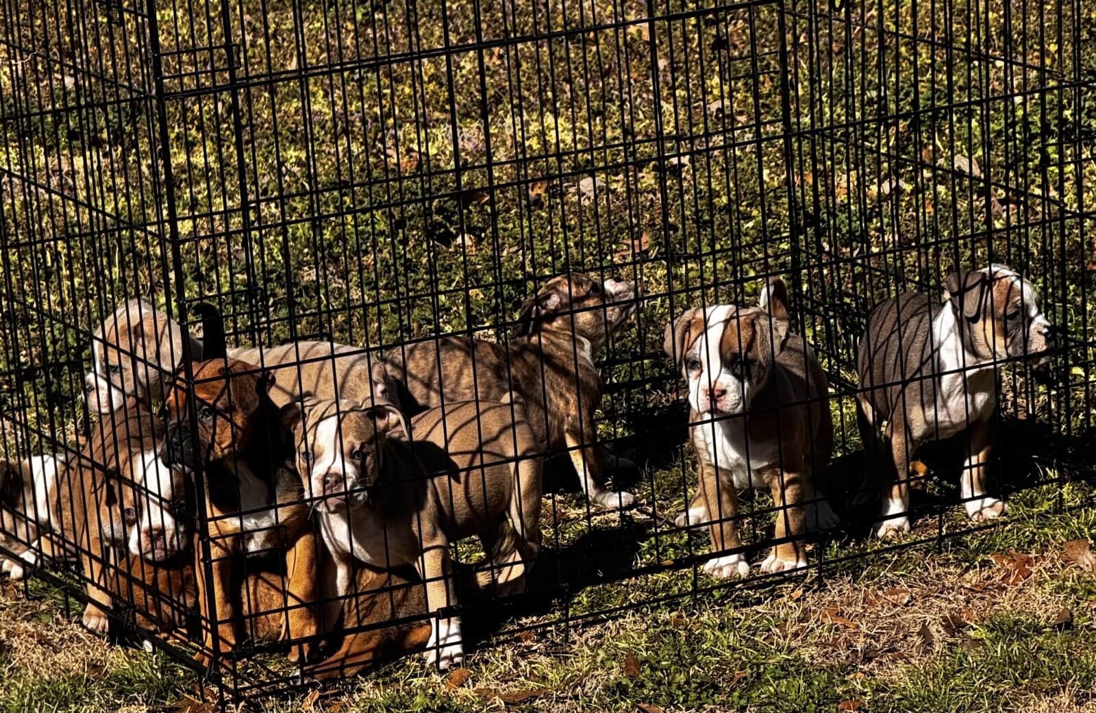 Ole English Bulldogge “blue ribbon”for sale image 4