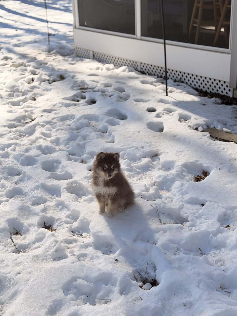 Pomsky Mix for sale! image 2