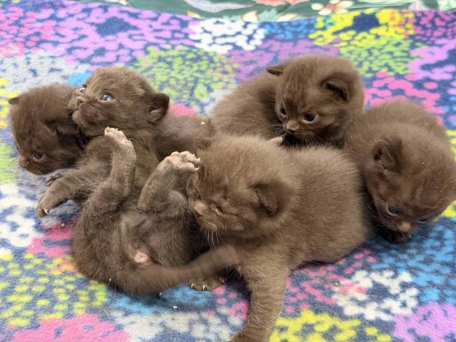 British Shorthair Kittens image 4