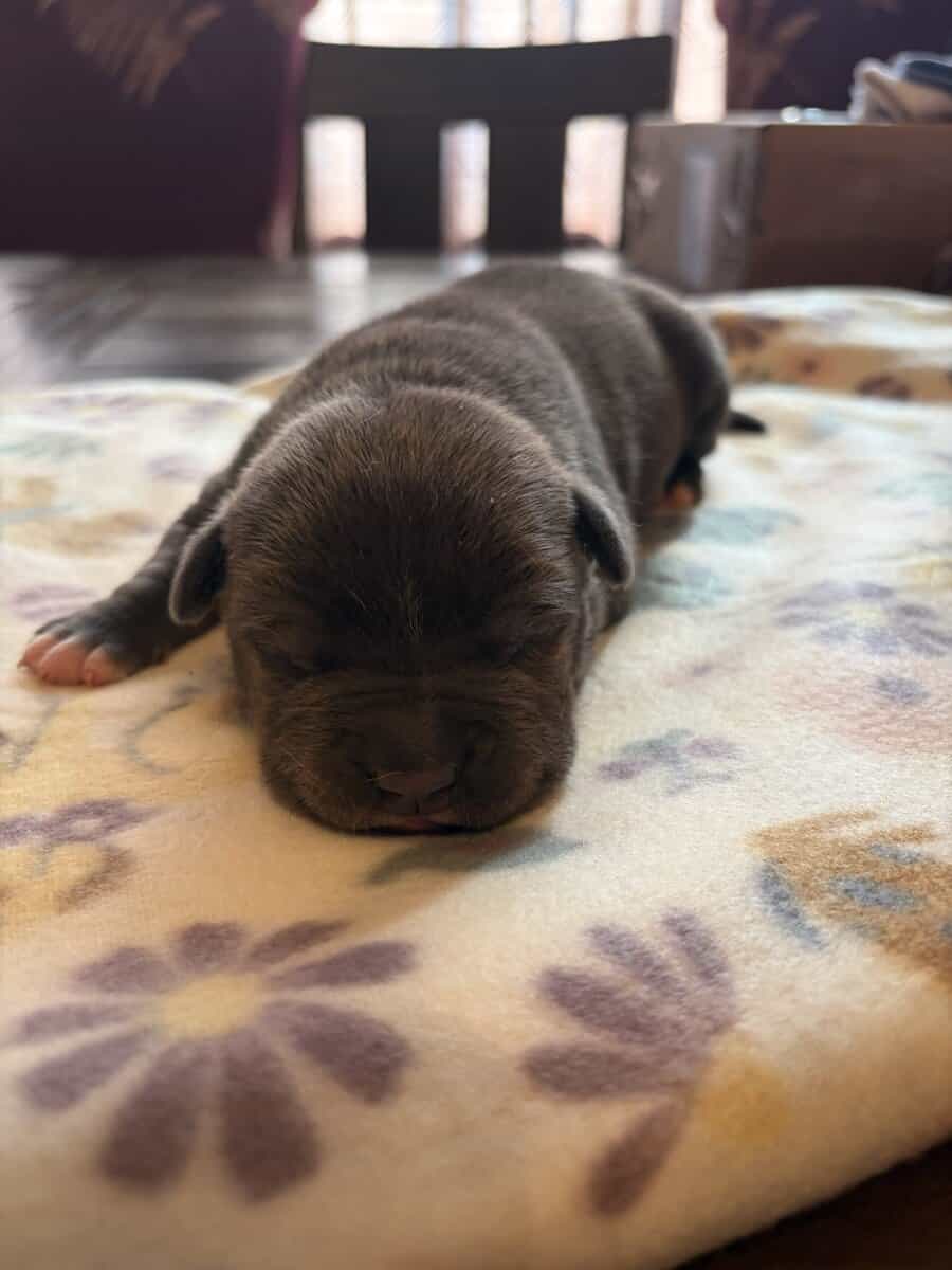 BULLY PUPPIES BULLY PUPPIES image 1