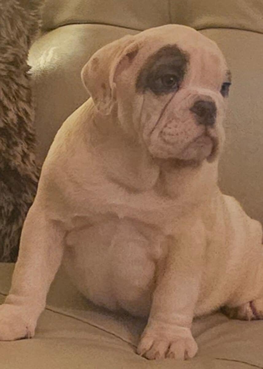 AKC ENGLISH BULLDOG image 3