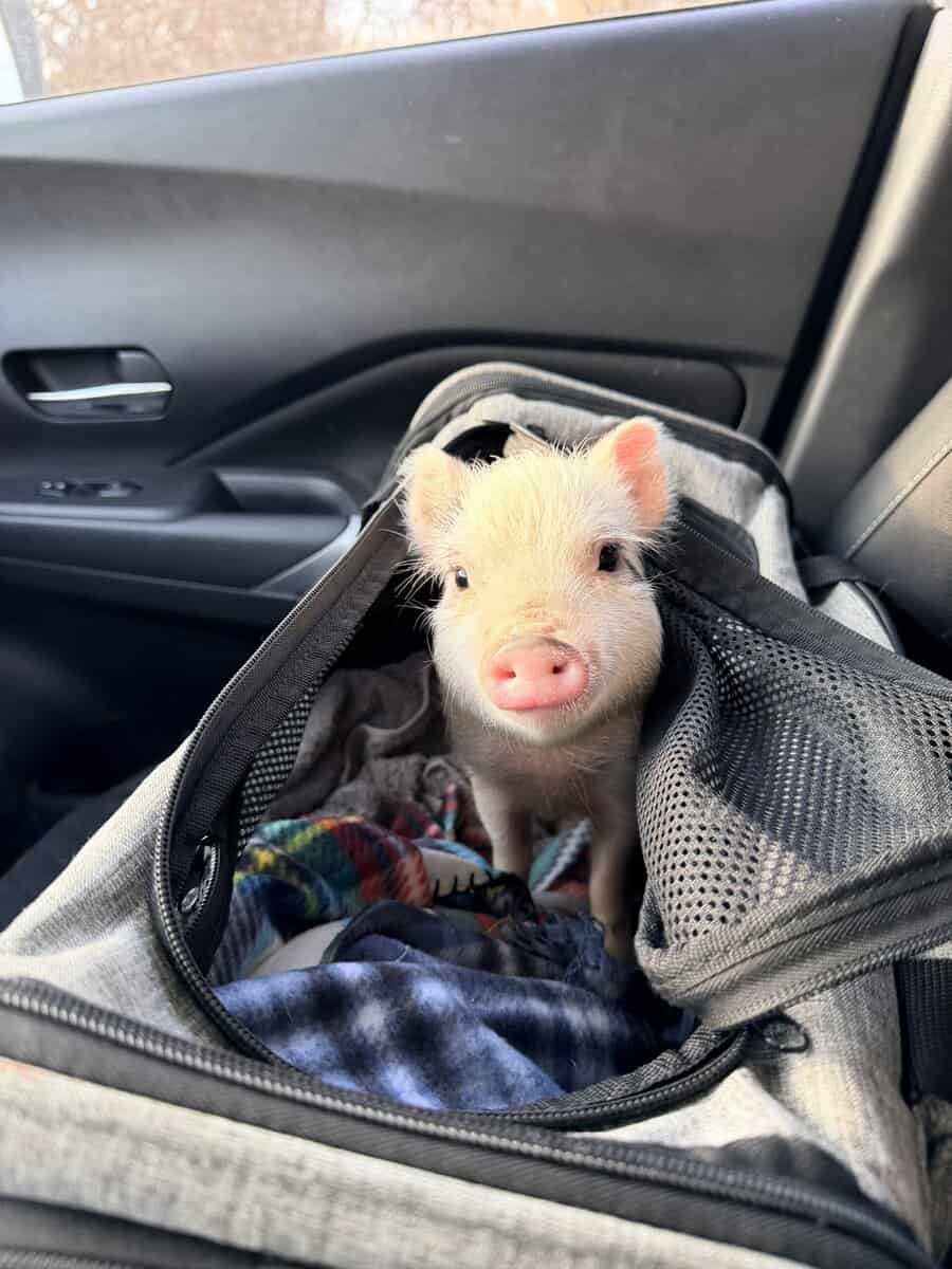 Register Mini Pigs image 1