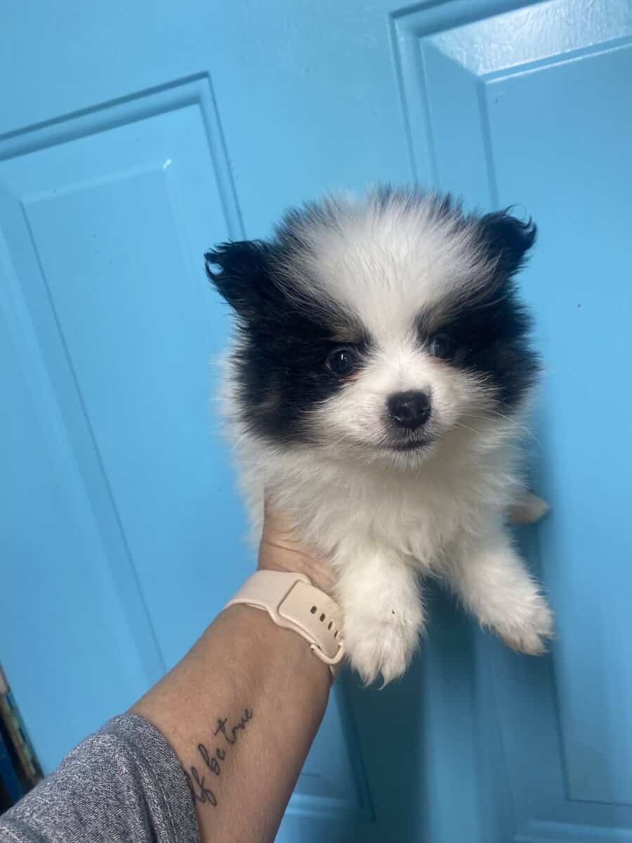 Registered Pomeranian puppies image 3
