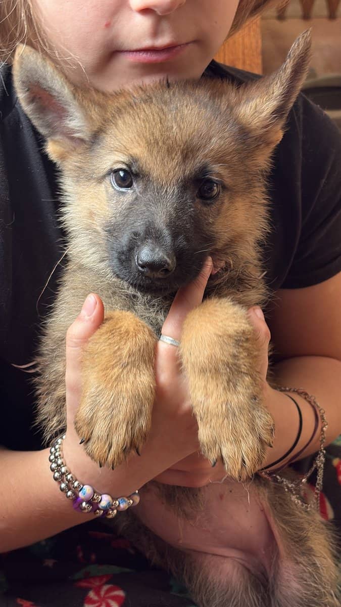 Purebred German Shepherd puppies image 5