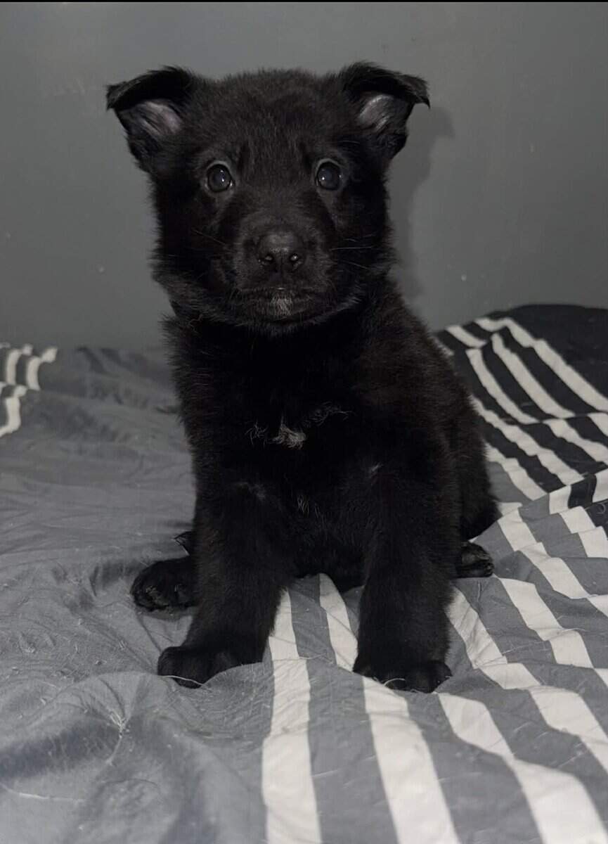 German Shepherd Puppies image 6