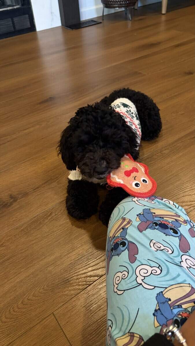 Miniature Poodle for sale image 3