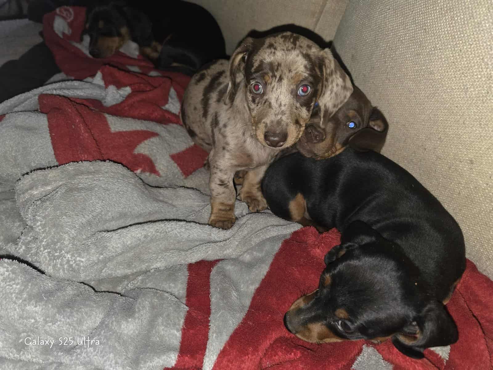 Chiweenie puppies image 12